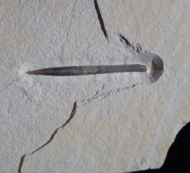 Hibolithes semisulcatus (MNSTER 1830) - Bild © FossNet FossilienStore